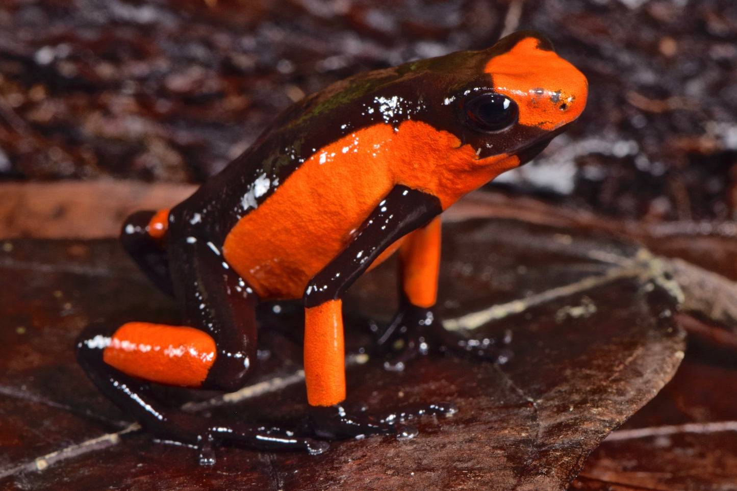 Tesoros Frogs Oophaga histrionica saddleback red & Black