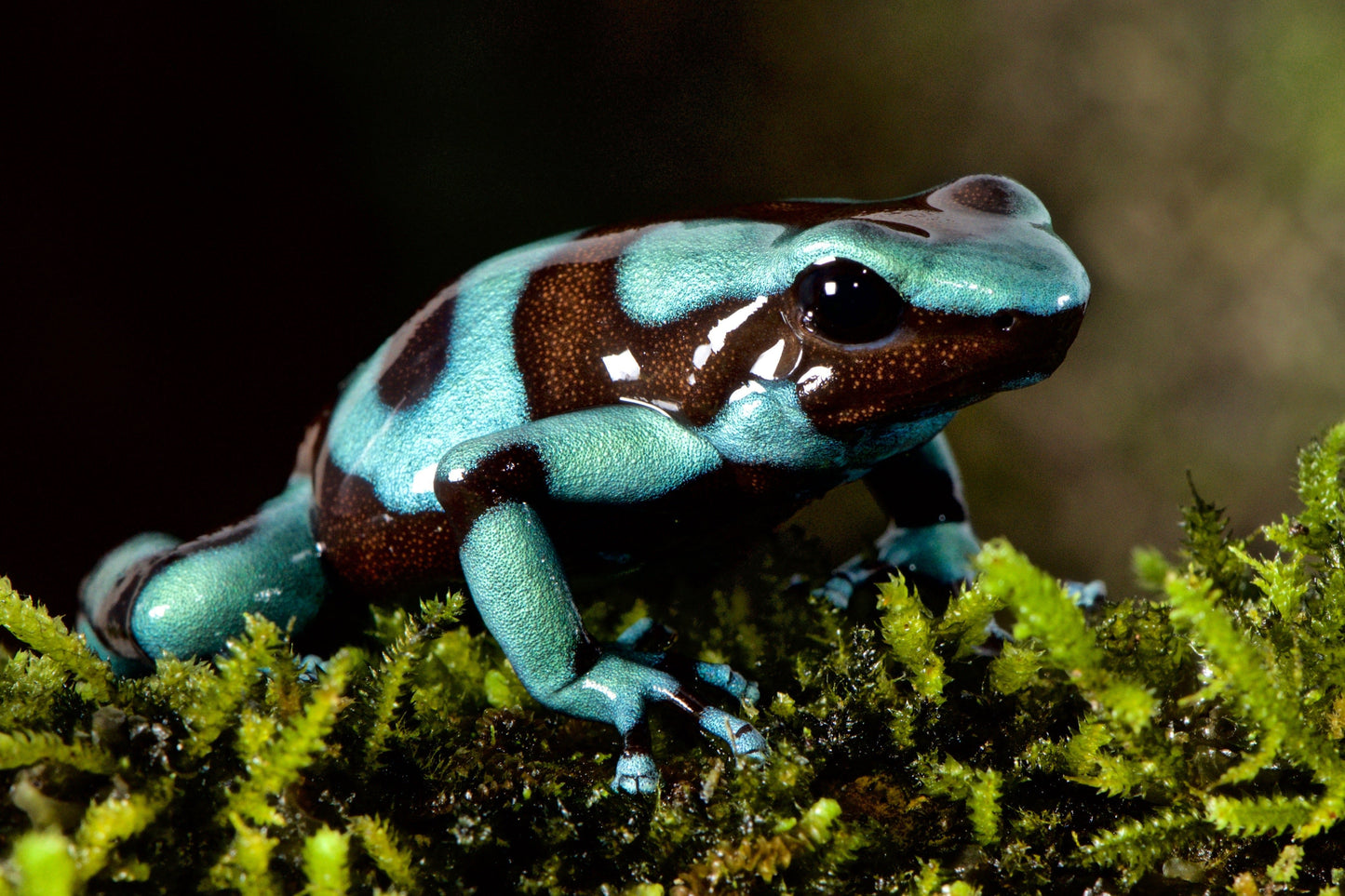 Tesoros Frogs Dendrobates auratus blue (turquoise)