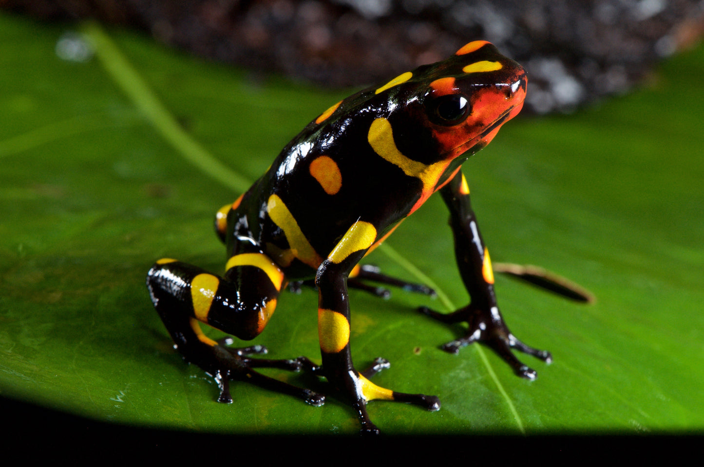 Tesoros Frogs Oophaga histrionica pacasi