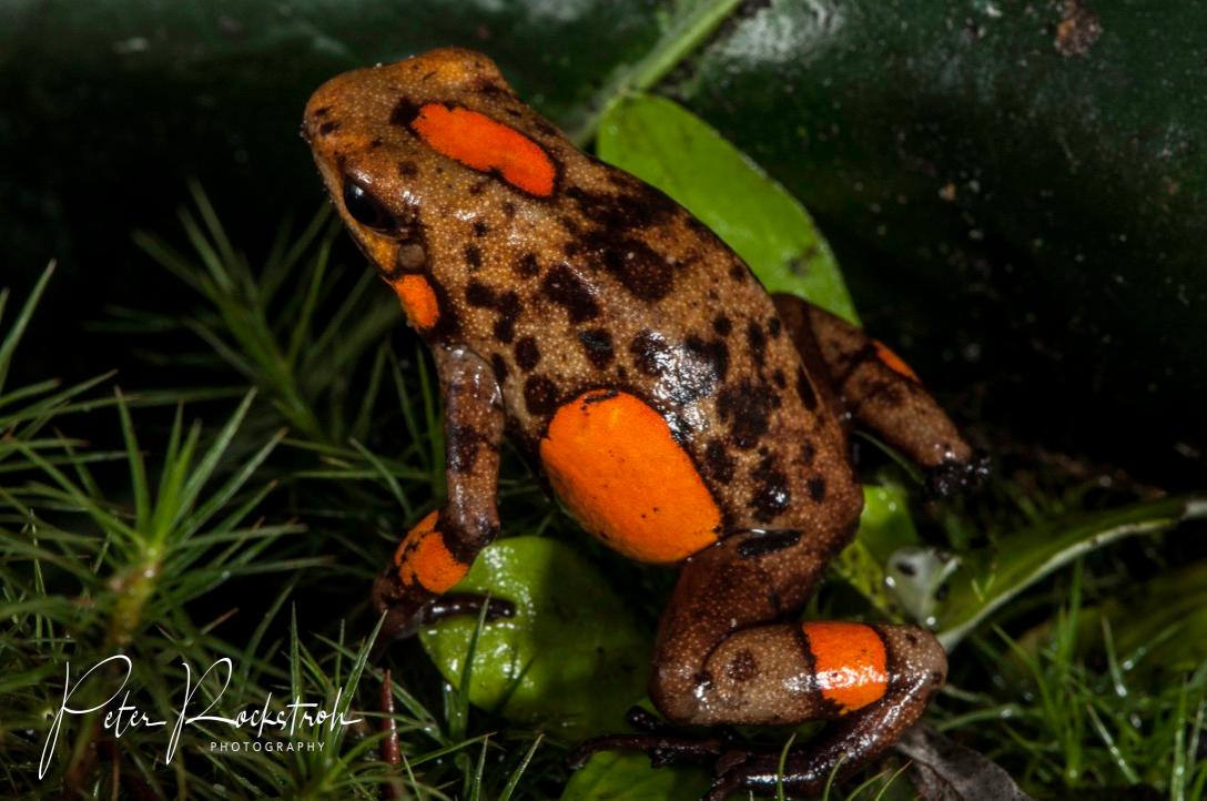 Tesoros Frogs Oophaga histrionica tado red caramel