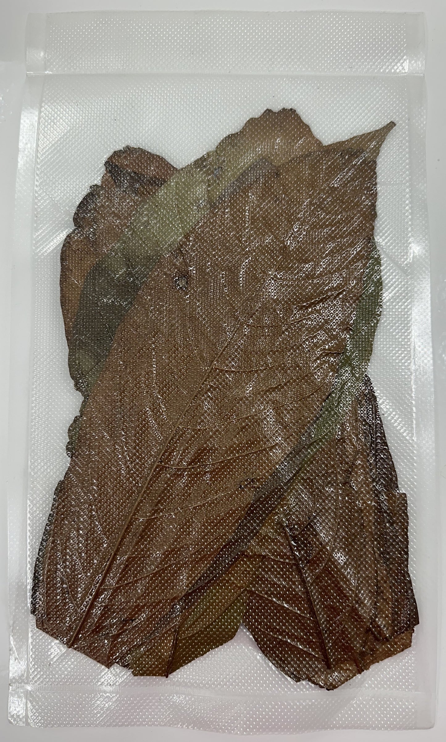 Tesoros Frogs Cacao Leaf Litter for Habitats