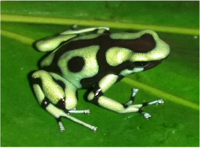 Dendrobates