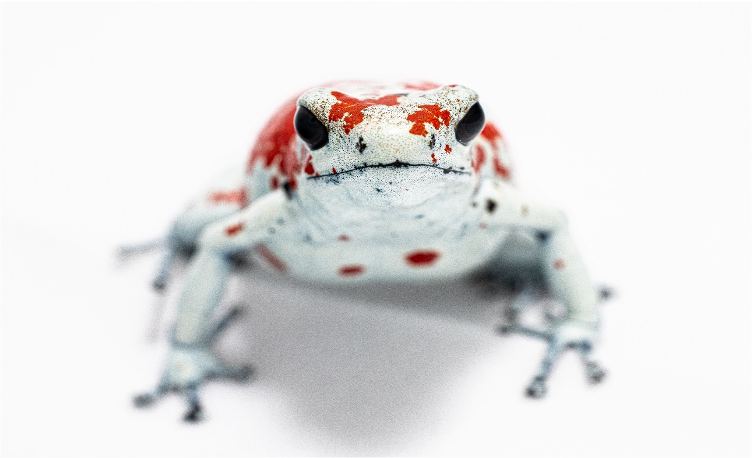 Ophaqa Large Oophaga – Tesoros Frogs