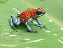 Tesoros Frogs Oophaga sylvatica Koi 0.0.3 (Locale 1)