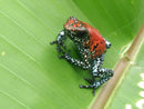 Tesoros Frogs Oophaga sylvatica Koi 0.0.3 (Locale 1)