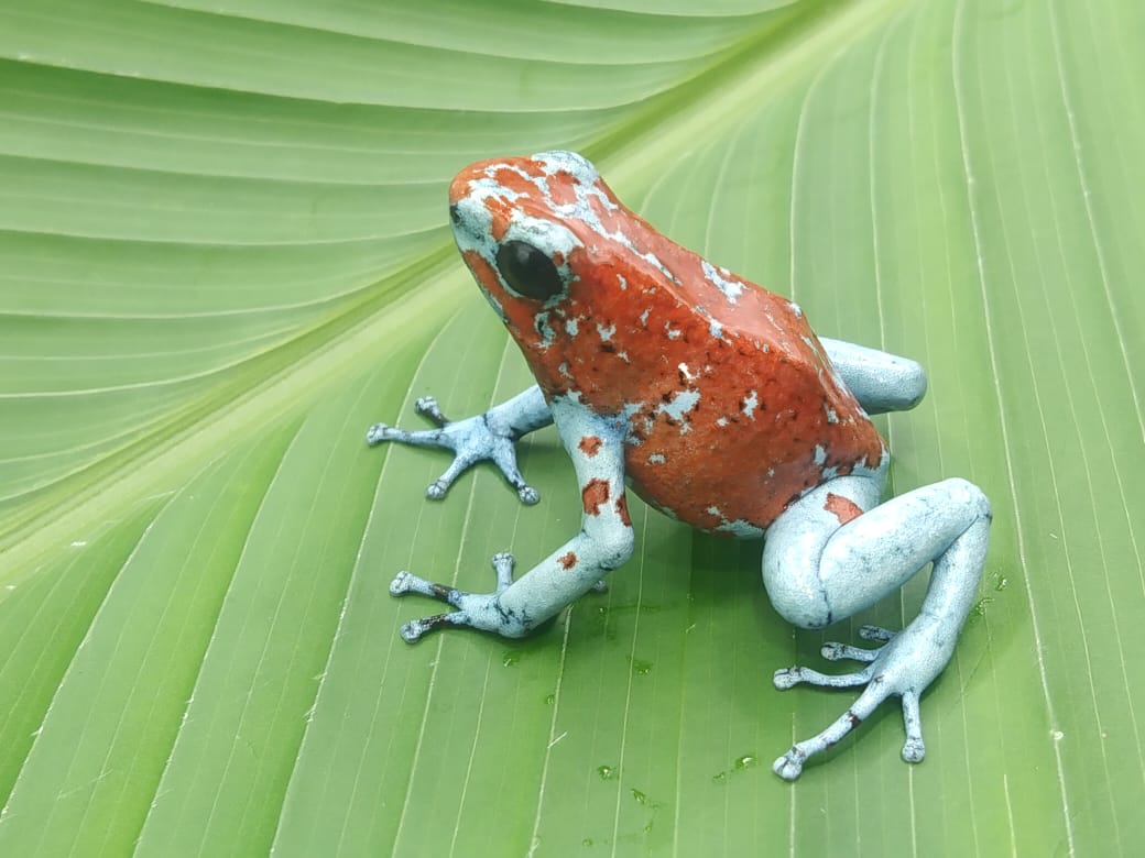 Tesoros Frogs Oophaga sylvatica Koi 0.0.3 (Locale 1)