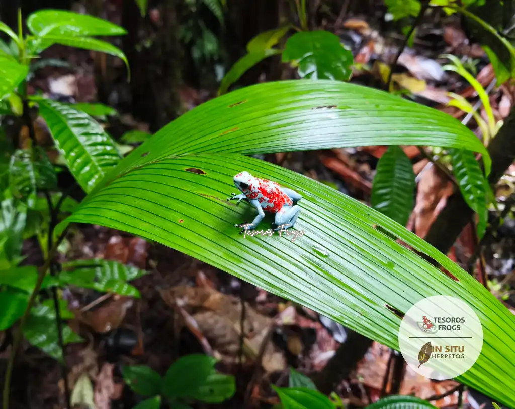 Tesoros Frogs and In Situ Herpetos limited Edition Oophaga Frog Framed Art Prints – Handcrafted in Colombia