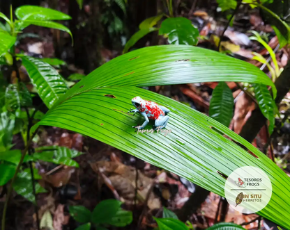 Tesoros Frogs and In Situ Herpetos limited Edition Oophaga Frog Framed Art Prints – Handcrafted in Colombia