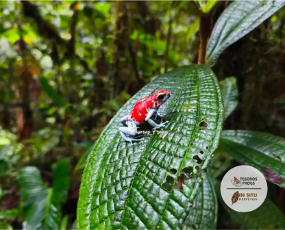 Tesoros Frogs and In Situ Herpetos limited Edition Oophaga Frog Framed Art Prints – Handcrafted in Colombia