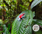 Tesoros Frogs and In Situ Herpetos limited Edition Oophaga Frog Framed Art Prints – Handcrafted in Colombia