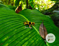 Tesoros Frogs and In Situ Herpetos limited Edition Oophaga Frog Framed Art Prints – Handcrafted in Colombia