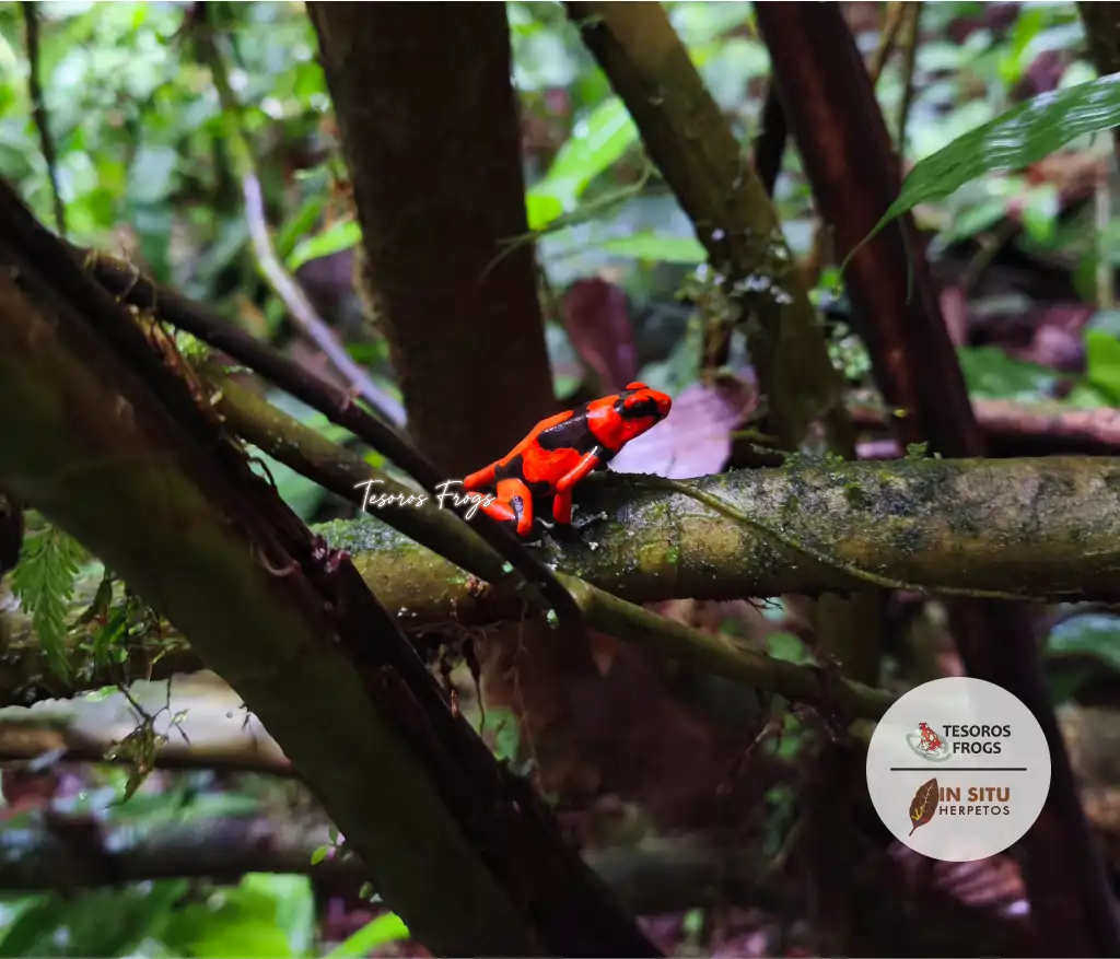 Tesoros Frogs and In Situ Herpetos limited Edition Oophaga Frog Framed Art Prints – Handcrafted in Colombia