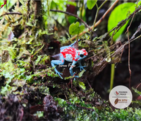 Tesoros Frogs and In Situ Herpetos limited Edition Oophaga Frog Framed Art Prints – Handcrafted in Colombia