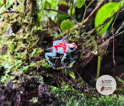 Tesoros Frogs and In Situ Herpetos limited Edition Oophaga Frog Framed Art Prints – Handcrafted in Colombia