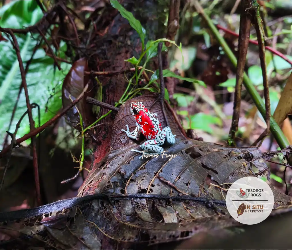 Tesoros Frogs and In Situ Herpetos limited Edition Oophaga Frog Framed Art Prints – Handcrafted in Colombia