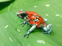 Tesoros Frogs Oophaga sylvatica Koi (Locale 1)