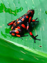 Tesoros Frogs Oophaga histrionica bahia red