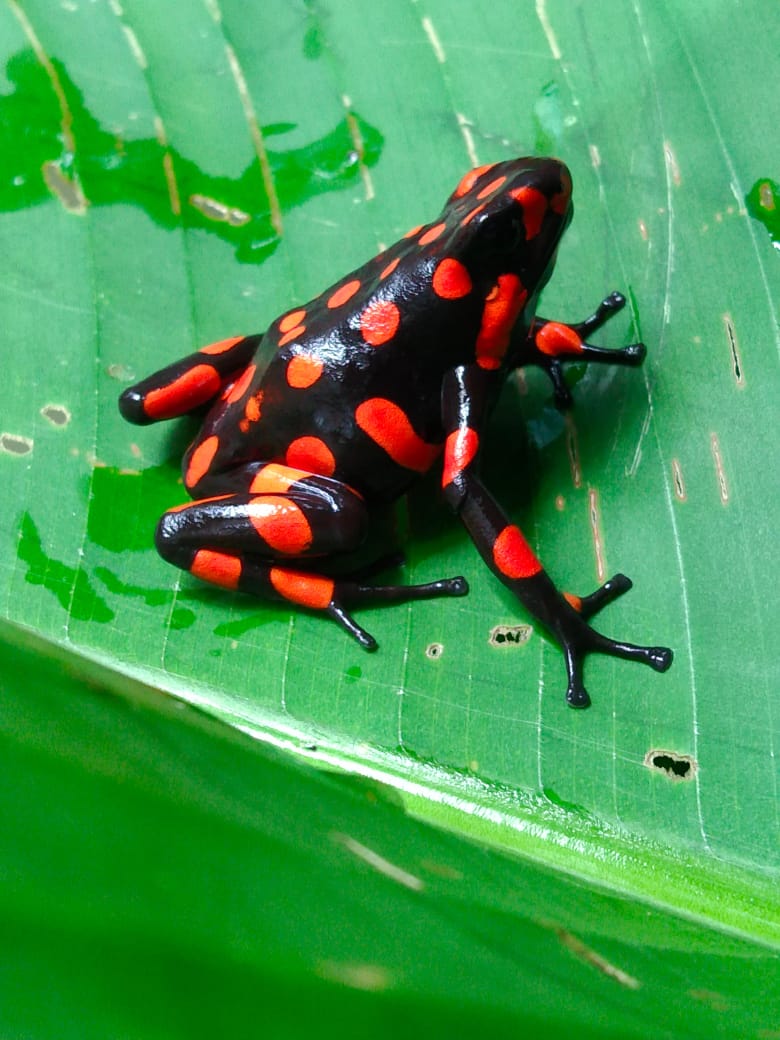 Tesoros Frogs Oophaga histrionica bahia red