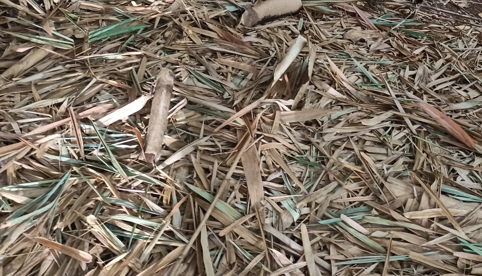 Tesoros Frogs Giant Bamboo Leaf Litter for Naturalistic Habitats