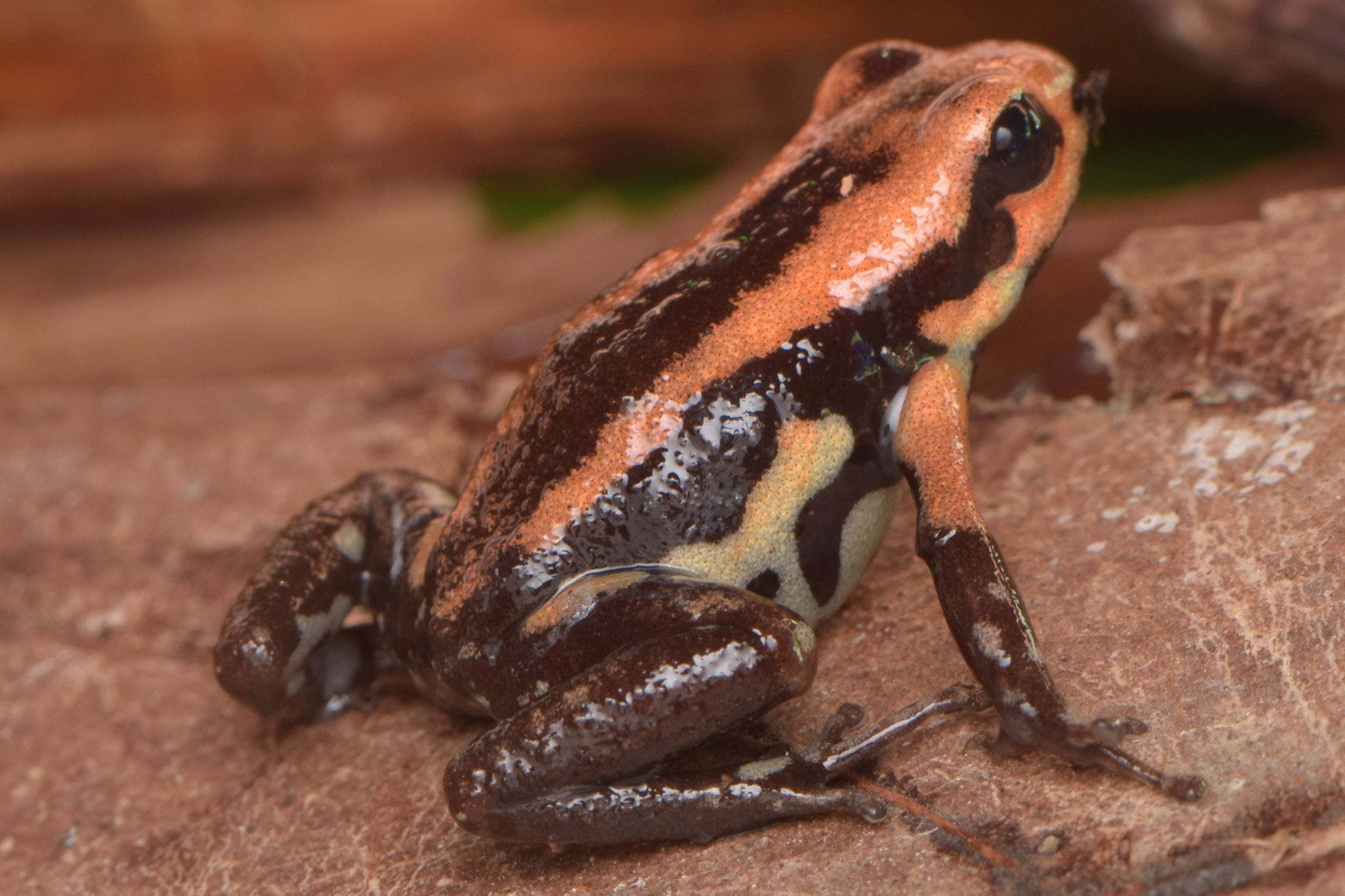 Andinobates bombetes