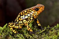 Tesoros Frogs Oophaga histrionica small red head