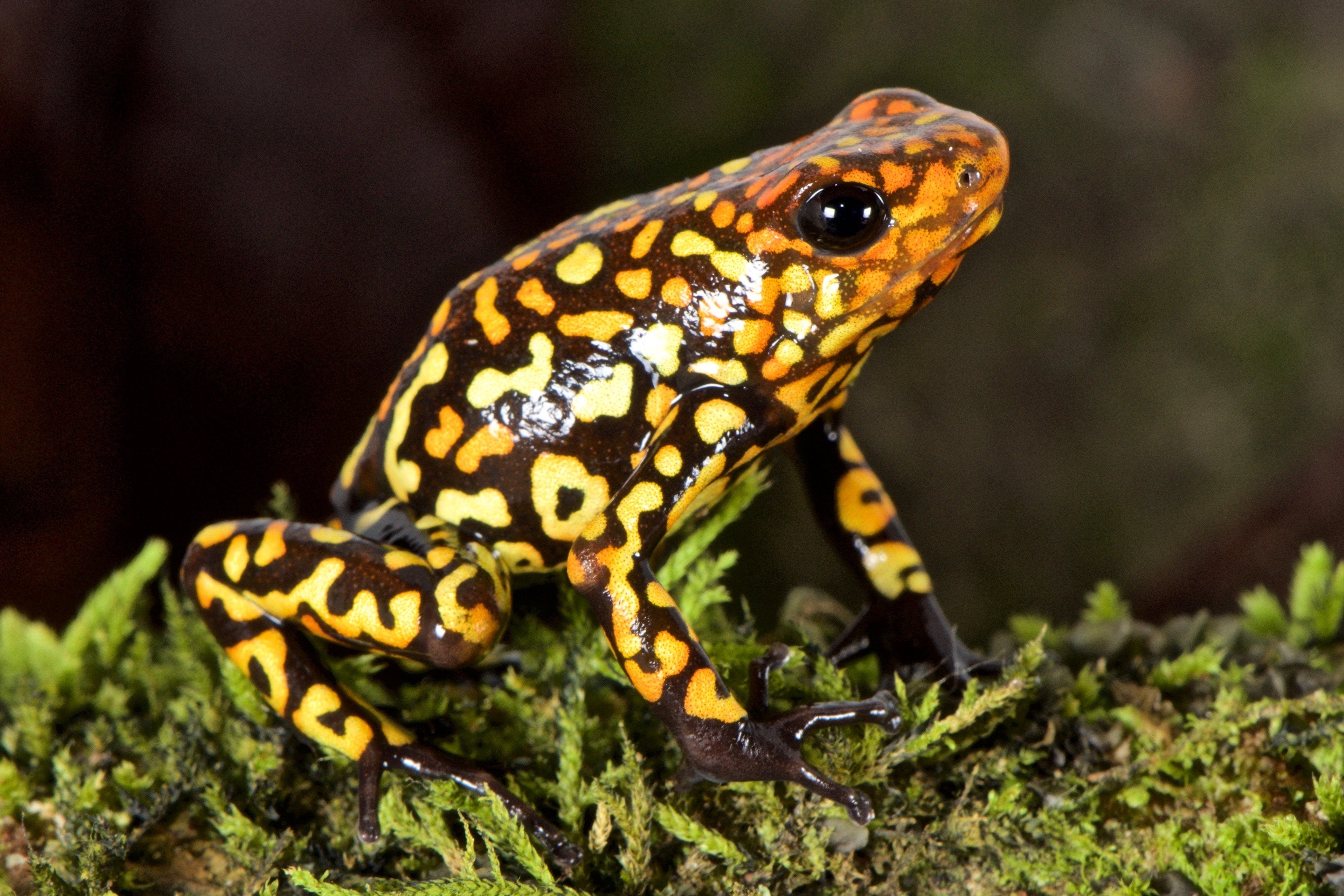 Tesoros Frogs Oophaga histrionica small red head