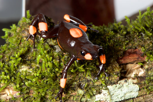 Oophaga histrionica bullseye brown and orange