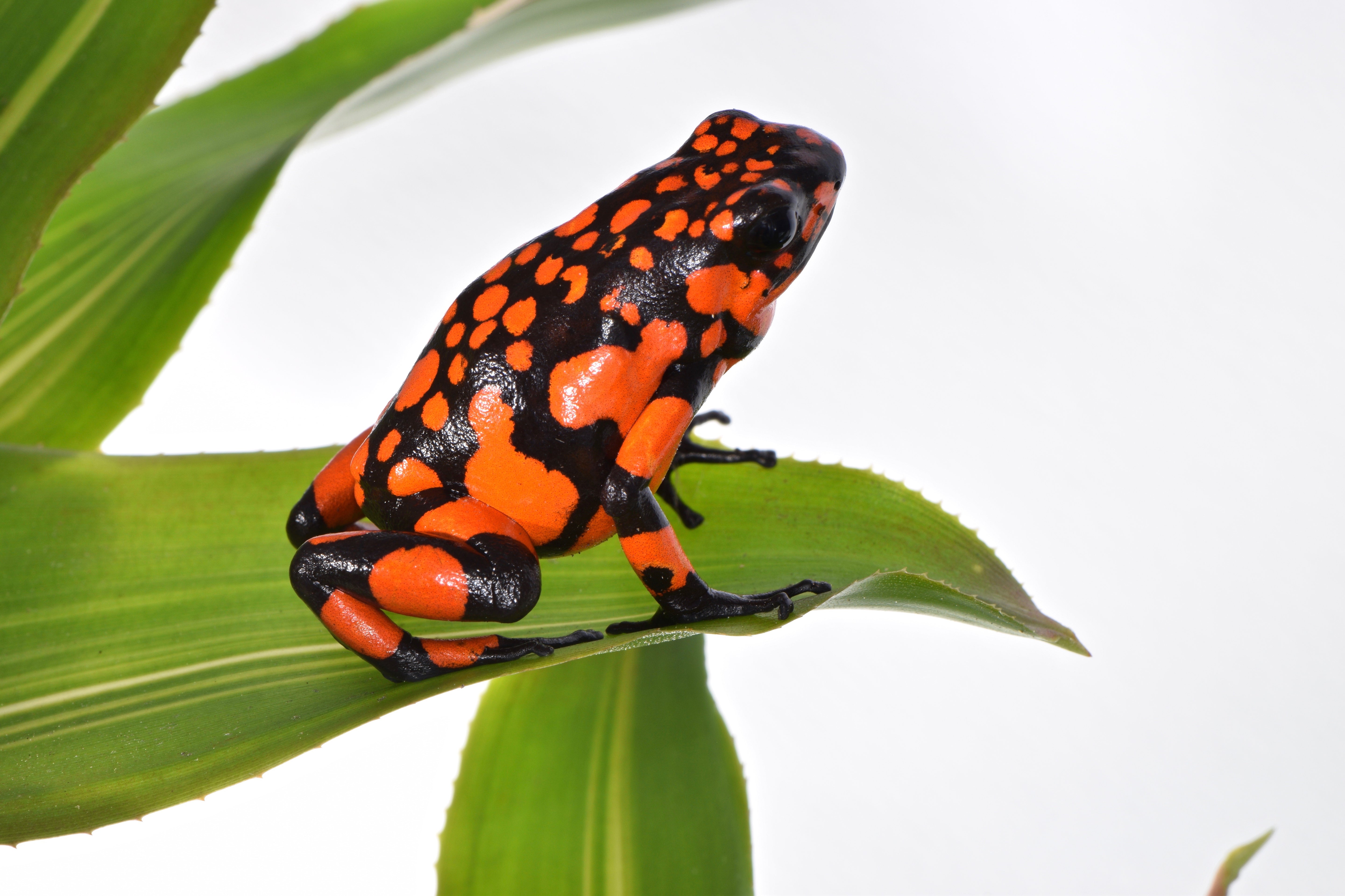 Tesoros Frogs Oophaga histrionica bahia red