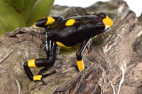 Tesoros Frogs Oophaga histrionica bulls eye cream/yellow