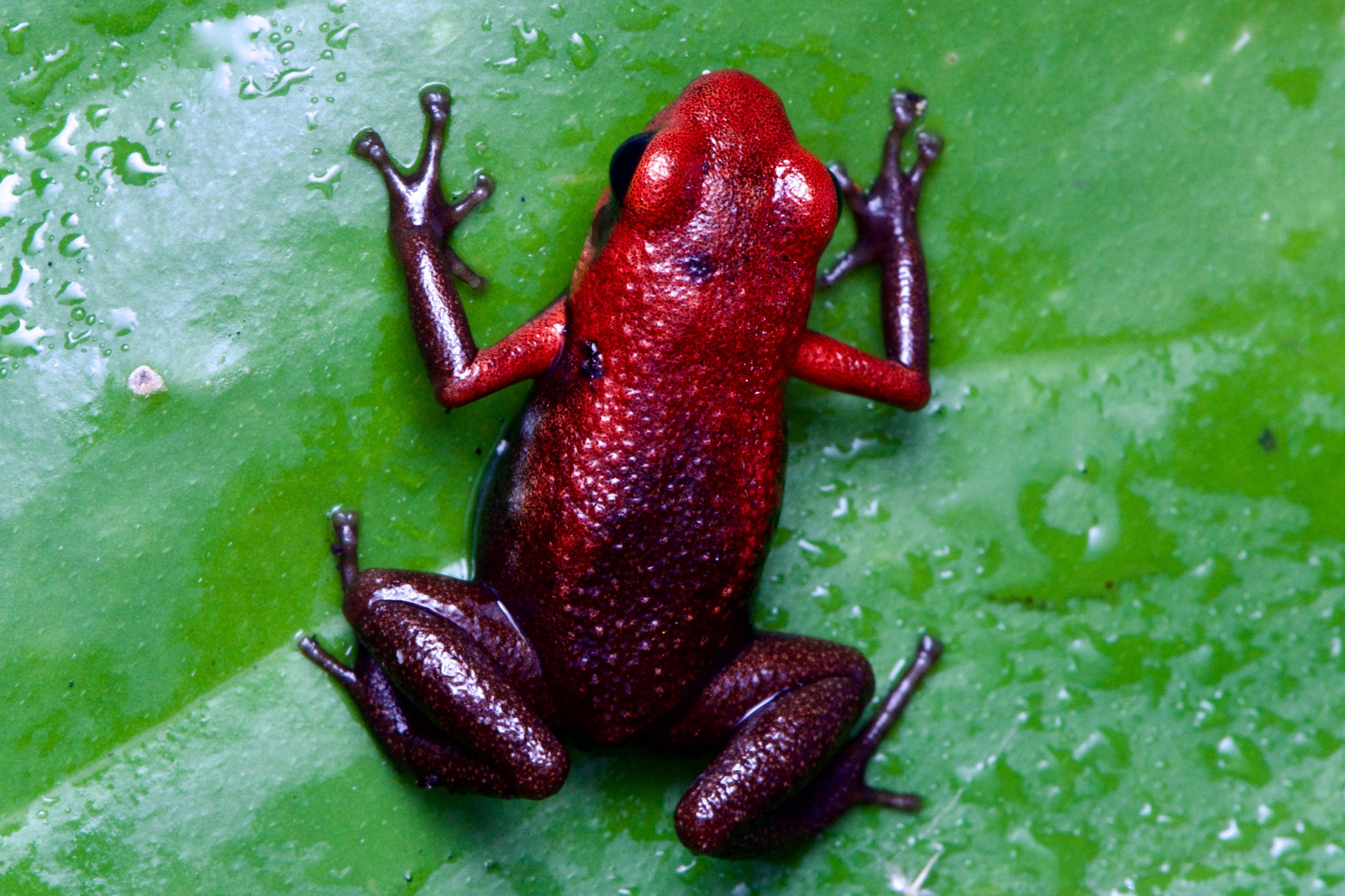 Tesoros Frogs Andinobates daleswansoni