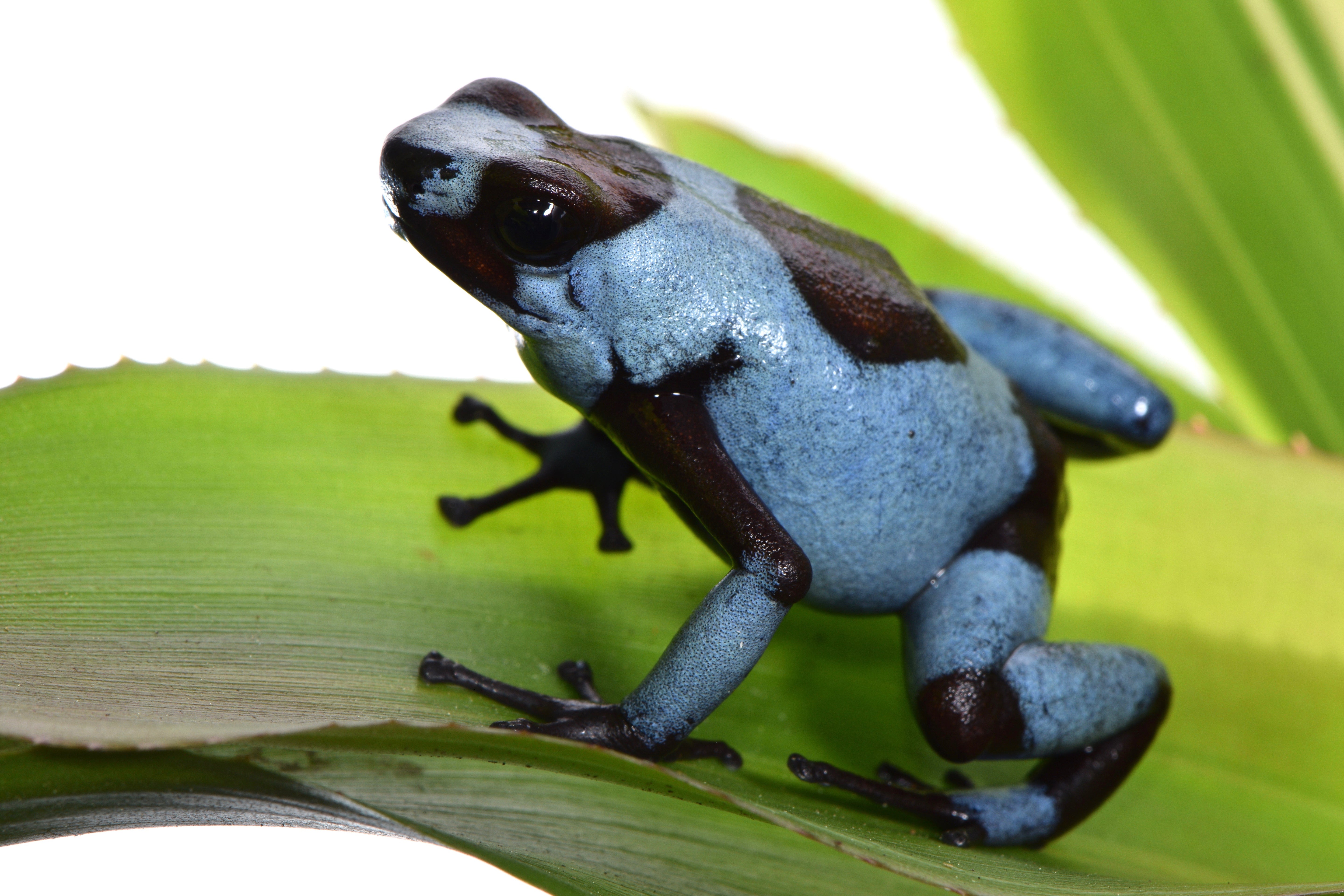 Tesoros Frogs Oophaga histrionica blue