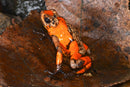 Tesoros Frogs Oophaga histrionica tado red caramel