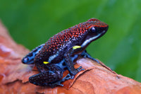 Tesoros Frogs Ameerega bilinguis (Colombian line)