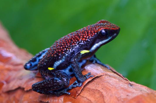 Ameerega bilinguis (Colombian line)