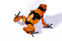 Tesoros Frogs Oophaga lehmanni orange