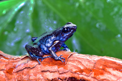 Tesoros Frogs Ameerega ingeri