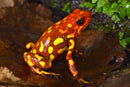 Tesoros Frogs Oophaga histrionica large red head