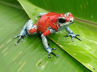 Tesoros Frogs Oophaga sylvatica Koi 1.1.0 (Locale 1)
