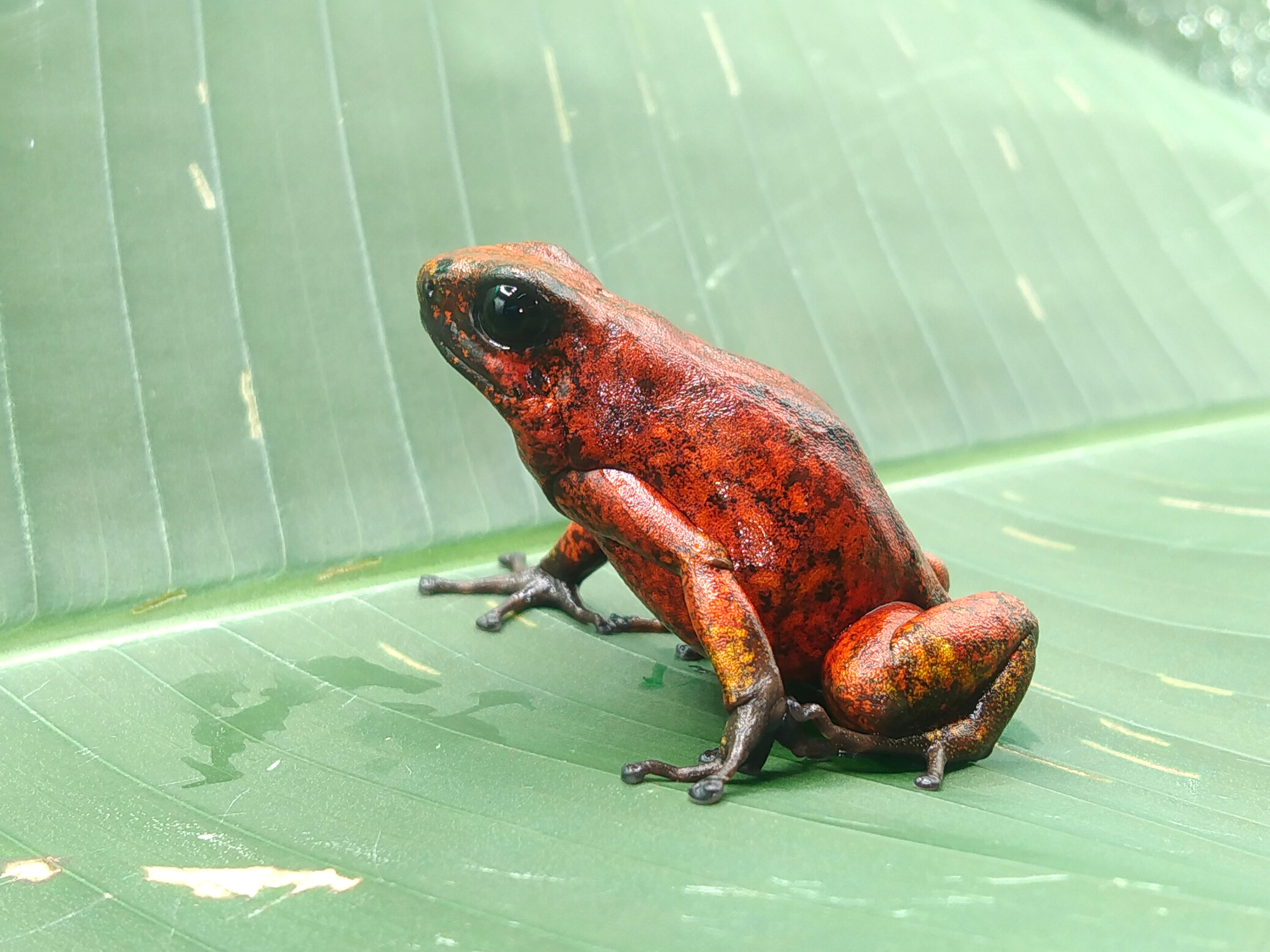 Oophaga sylvatica yellow foot