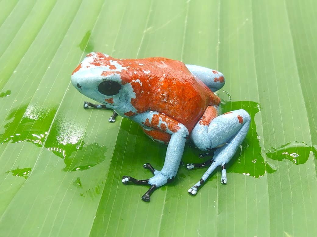 Tesoros Frogs Oophaga sylvatica Koi 1.1.0 (Locale 1)