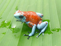 Tesoros Frogs Oophaga sylvatica Koi 1.1.0 (Locale 1)