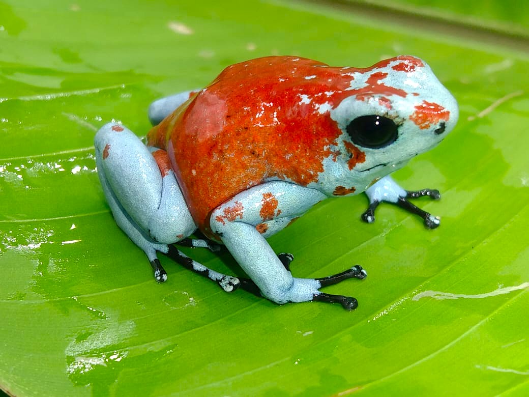 Tesoros Frogs Oophaga sylvatica Koi 1.1.0 (Locale 1)