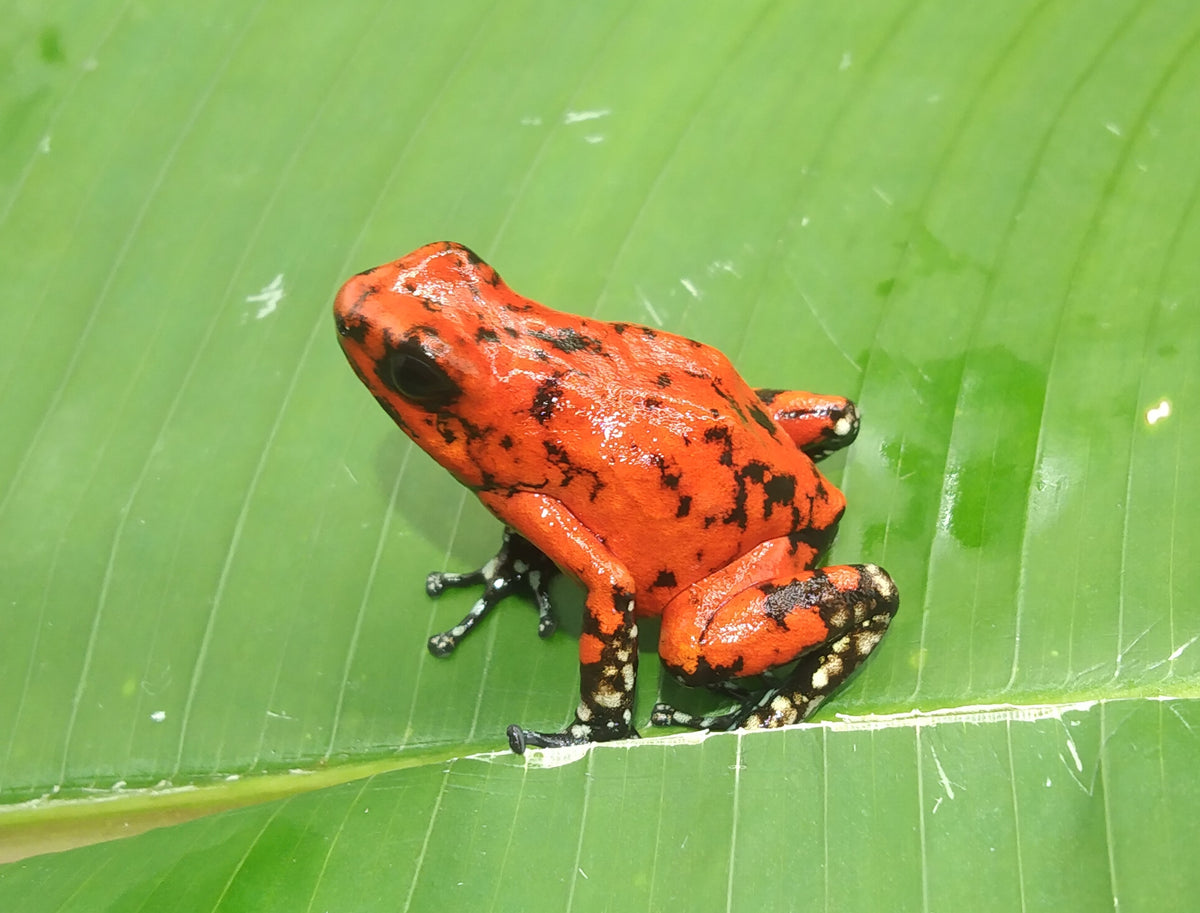 Tesoros Frogs Oophaga sylvatica White foot