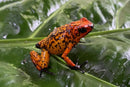 Tesoros Frogs Oophaga histrionica fuego