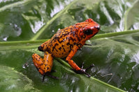 Tesoros Frogs Oophaga histrionica fuego