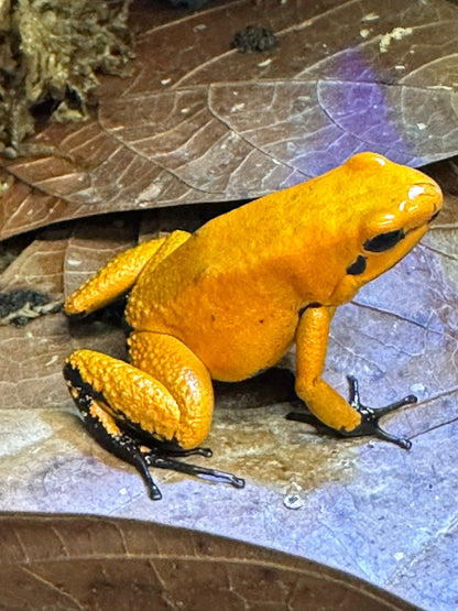 Tesoros Frogs Phyllobates terribilis orange Black foot