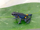 Tesoros Frogs Ameerega ingeri