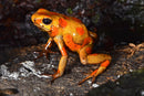 Tesoros Frogs Oophaga histrionica tado