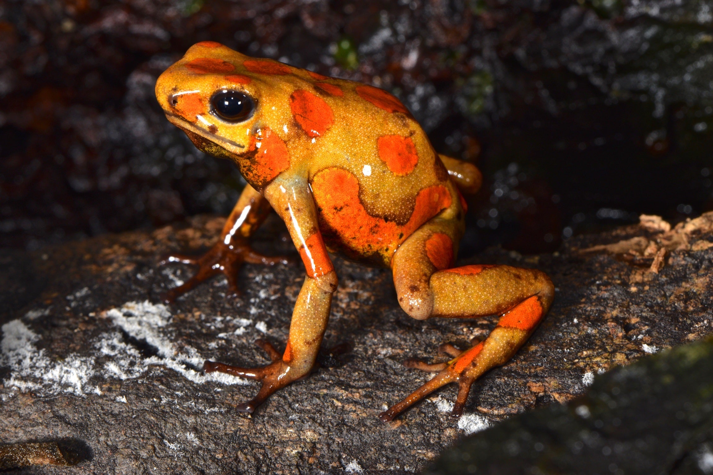 Tesoros Frogs Oophaga histrionica tado