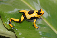 Tesoros Frogs Oophaga lehmanni yellow